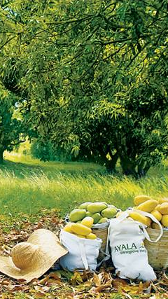 Ayala Westgrove Heights - Ayala Land Premier Property